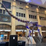 A large dinosaur skeleton on display inside the Royal Ontario Museum in Toronto, illuminated with blue lighting.
