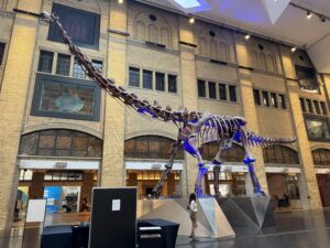 A large dinosaur skeleton on display inside the Royal Ontario Museum in Toronto, illuminated with blue lighting.
