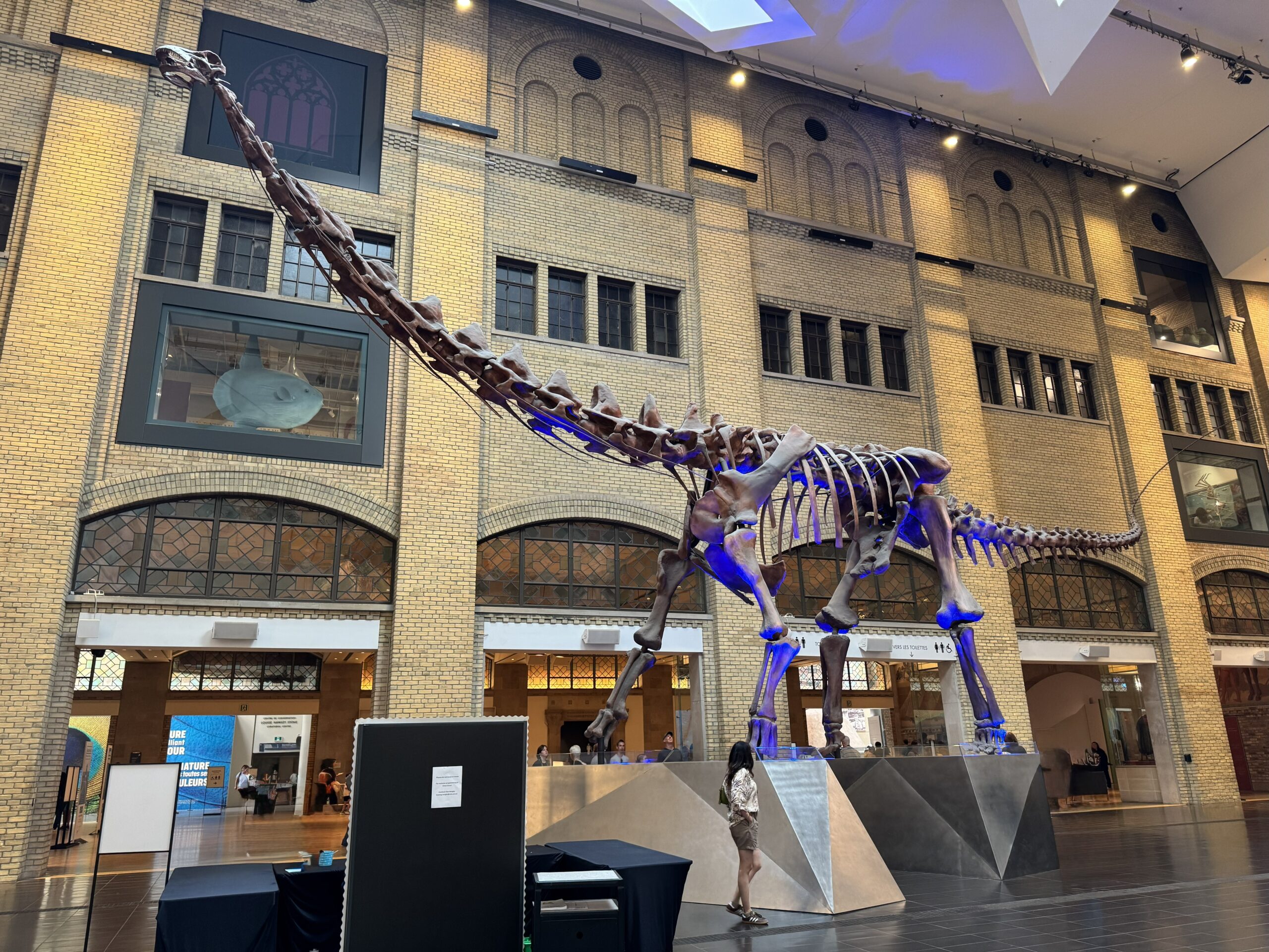 A large dinosaur skeleton on display inside the Royal Ontario Museum in Toronto, illuminated with blue lighting.