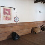 Venezuela, Chuao'daki bir kakao deposunun iç görünümü; duvarda asılı "Cacao Venezuela Chuao" yazılı çuvallar, manuel bir terazi ve ahşap zemin üzerindeki dolu çuvallar.