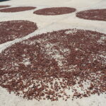 Venezuela Chuao'da güneş altında kuruması için beton zemine mükemmel bir daire şeklinde yayılmış yüksek kaliteli kakao çekirdeklerinin yakından çekimi.