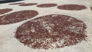 Venezuela Chuao'da güneş altında kuruması için beton zemine mükemmel bir daire şeklinde yayılmış yüksek kaliteli kakao çekirdeklerinin yakından çekimi.