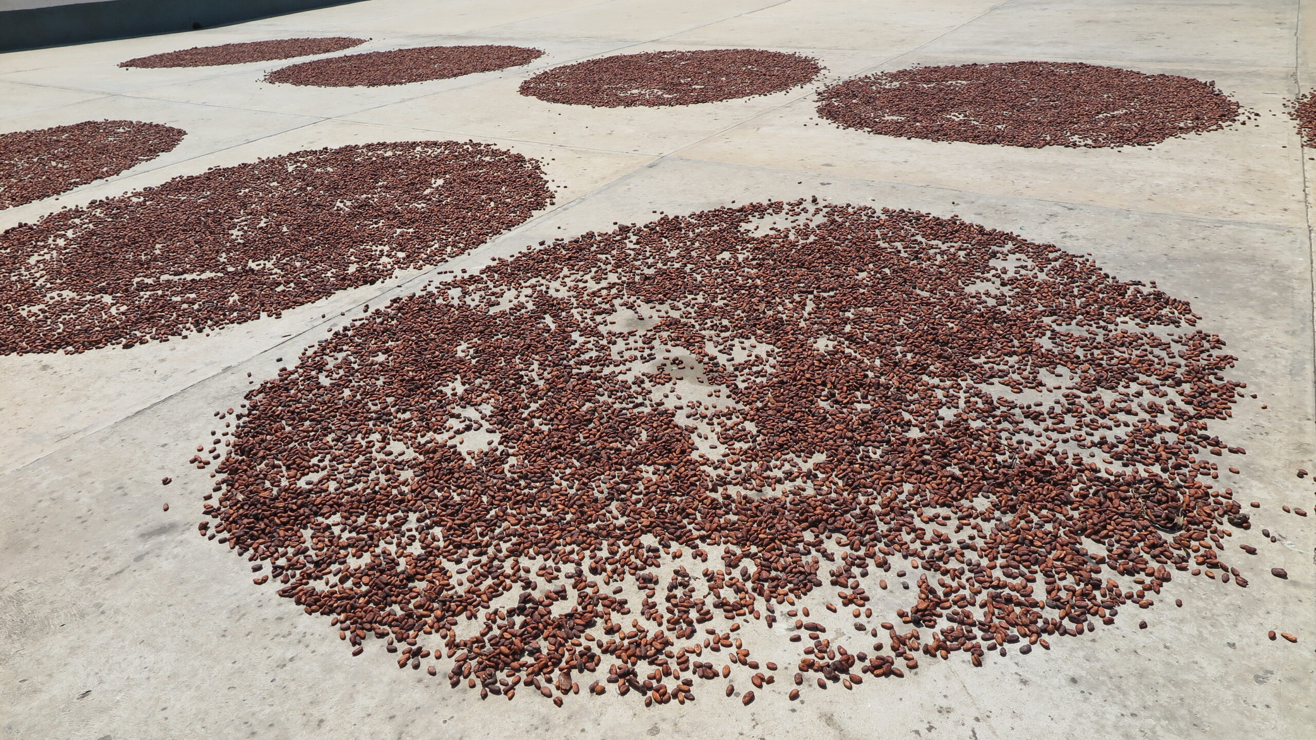 Venezuela Chuao'da güneş altında kuruması için beton zemine mükemmel bir daire şeklinde yayılmış yüksek kaliteli kakao çekirdeklerinin yakından çekimi.