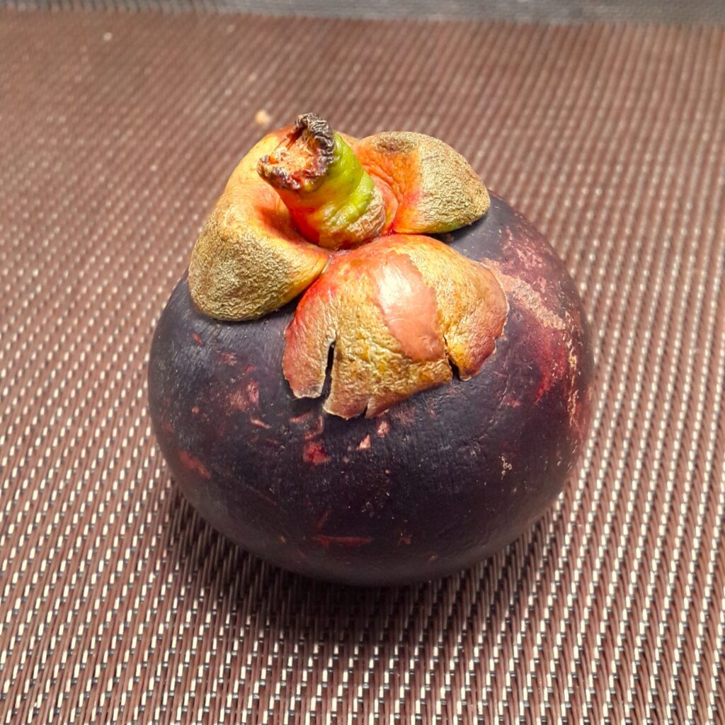 Kolombiya Tropikal Meyveleri Mangosteen 1 Dokulu kahverengi bir mat üzerinde duran, yeşilimsi taç yapraklı, yuvarlak ve koyu mor renkli bütün bir Kolombiya mangostan meyvesi.