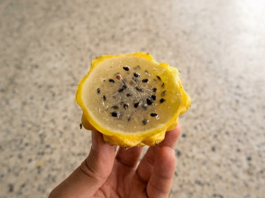 A hand holding a halved Colombian yellow pitaya, showing its bright yellow spiky rind and white flesh with small black seeds.